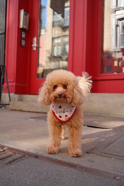 LOVEBUG BANDANA